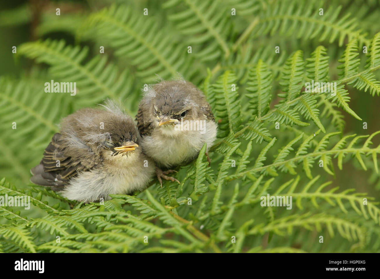Two cute baby willow warblers (Phylloscopus trochilus) perched on