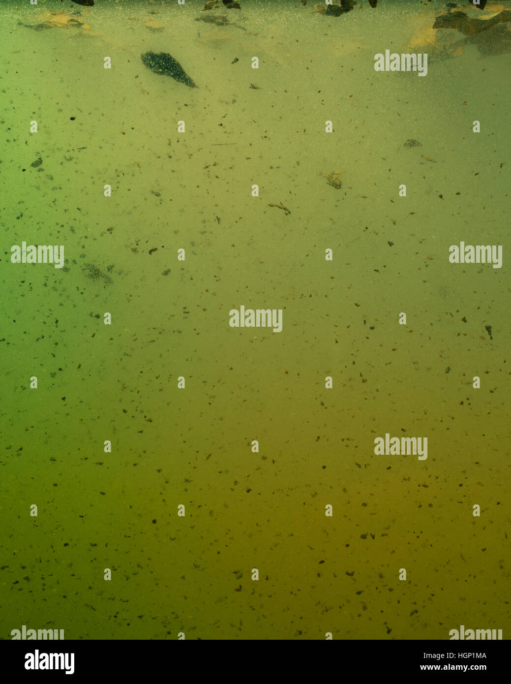 Swamp background  floating debris in the green debris of a swampy body of water. Stock Photo