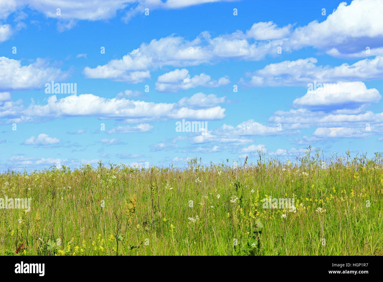 summer field of grass and blue sky with white clouds. Green grass in ...