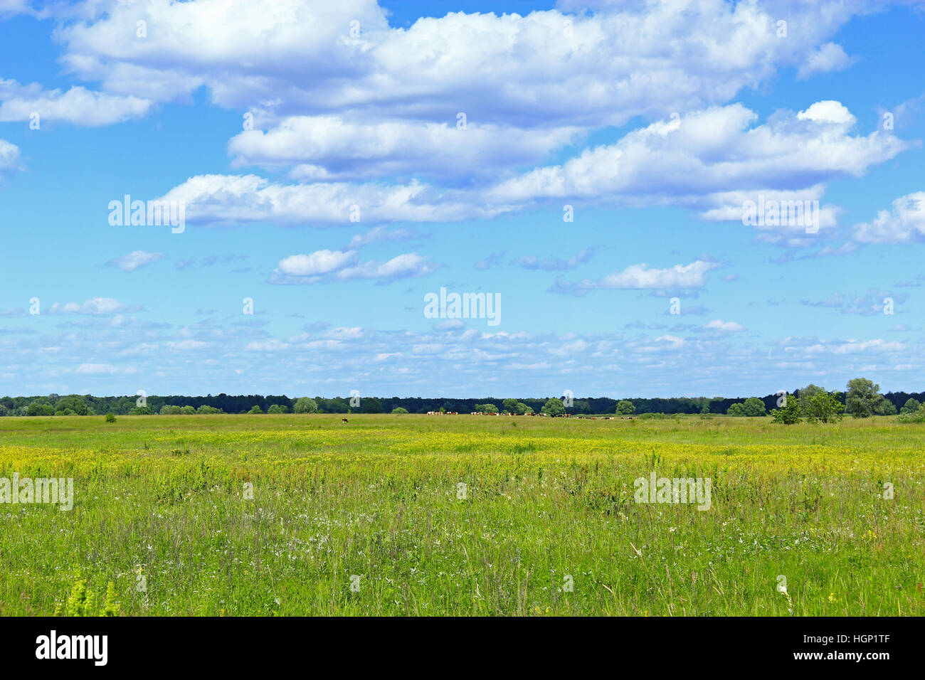 summer field of grass and blue sky with white clouds. Green grass in ...