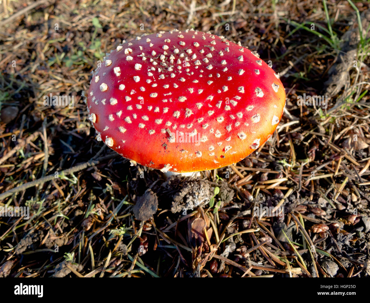 Amanita muscaria commonly known as the fly agaric or fly amanita, is a mushroom and psychoactive basidiomycete fungus. Stock Photo