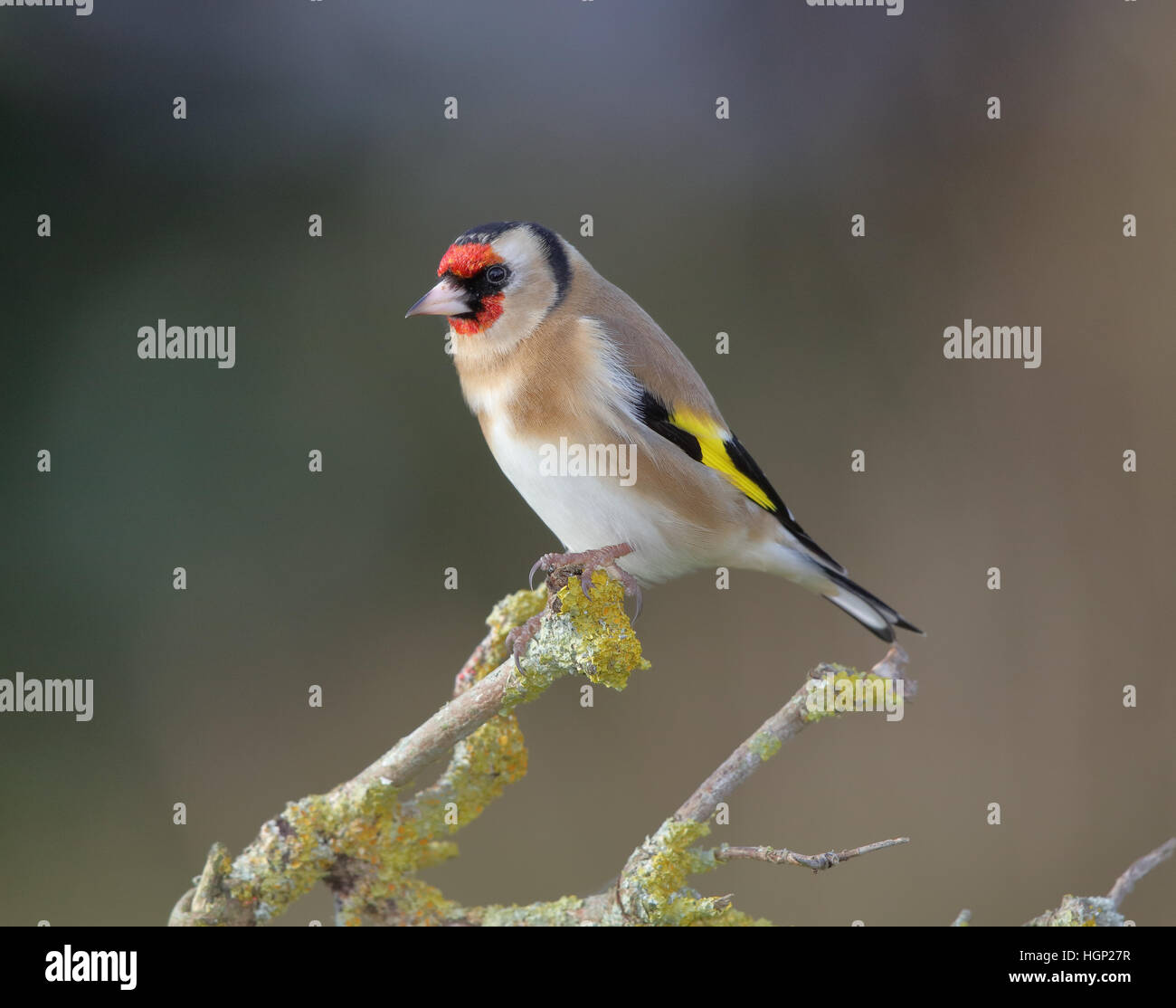 Goldfinch, Carduelis carduelis, in a garden in winter Stock Photo