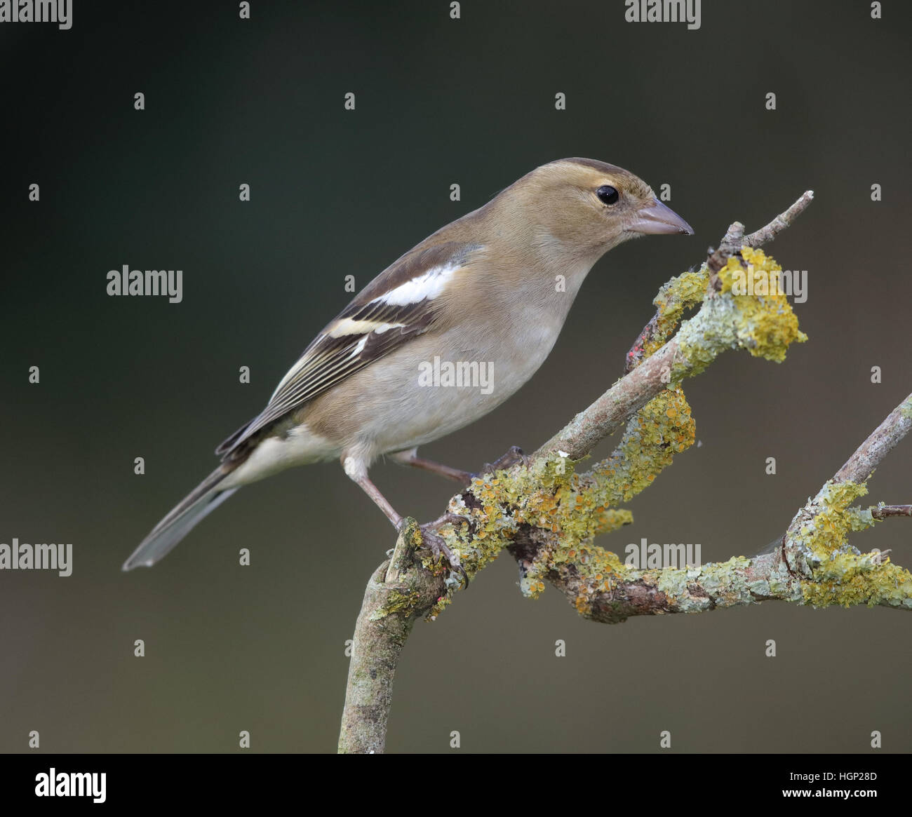 Female Chaffinch, Fringilla coelebs, on a lichen covered branch Stock ...