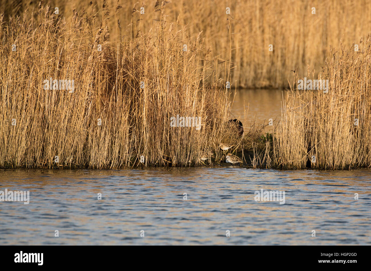 Reed bed birds hires stock photography and images Alamy