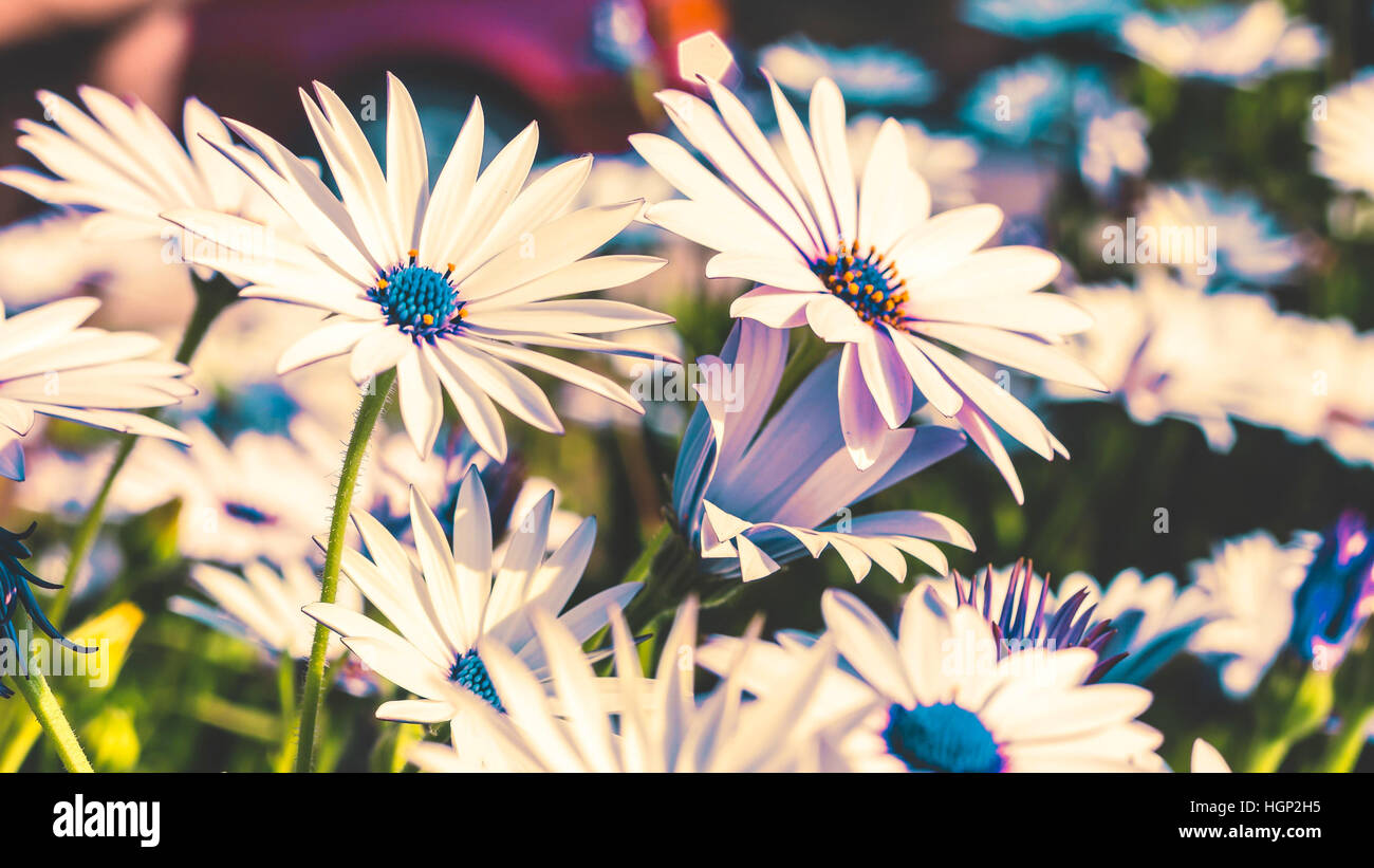 Beautiful garden flowers in blue and white Stock Photo