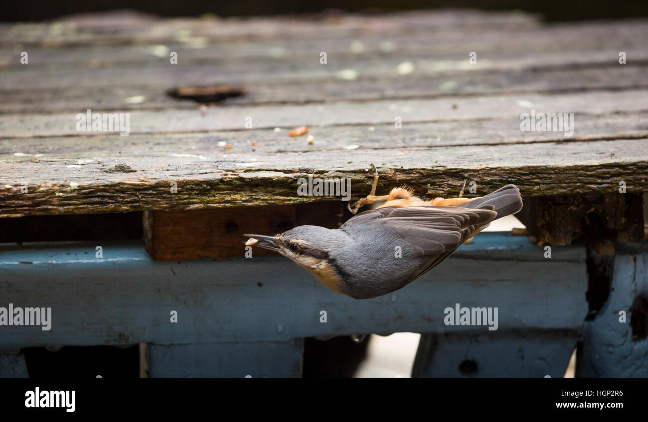 nuthatch clinging to wood food in bill Stock Photo