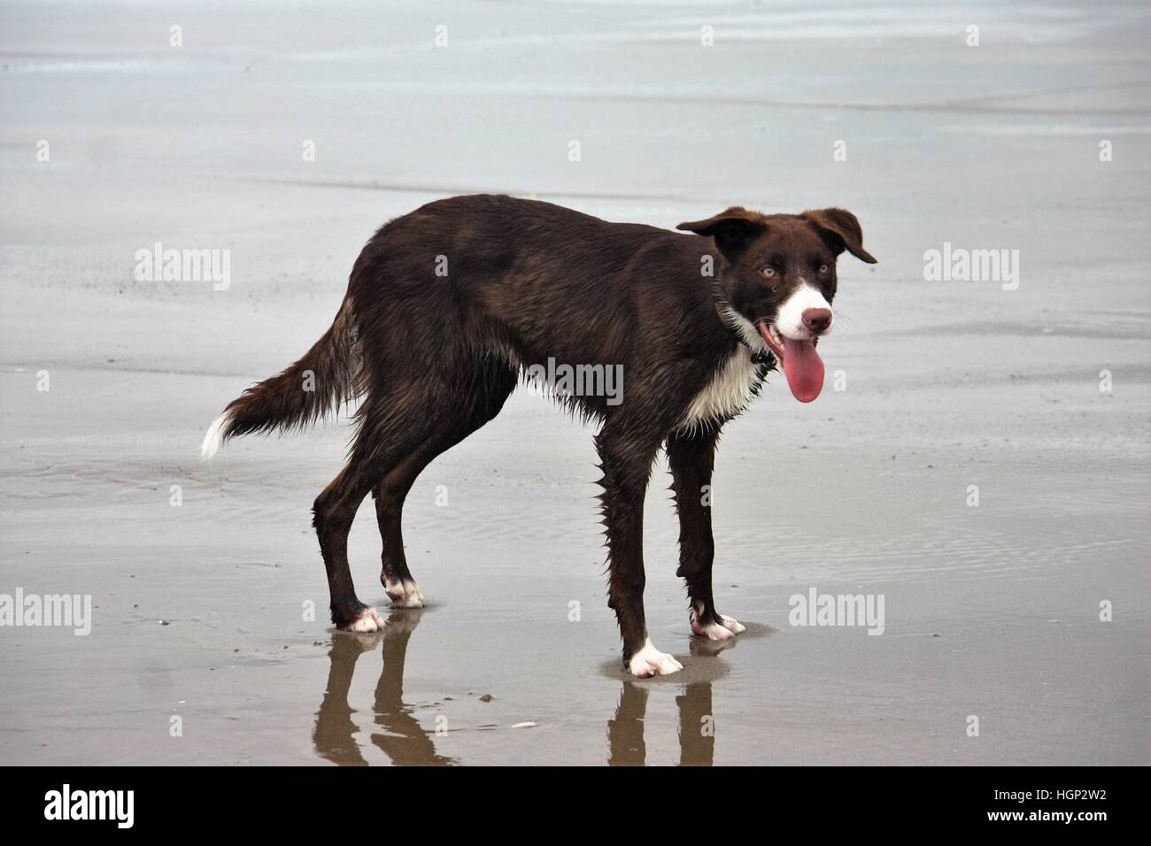 Cute smooth coated red and white border collie puppy dog pet Stock Photo -  Alamy
