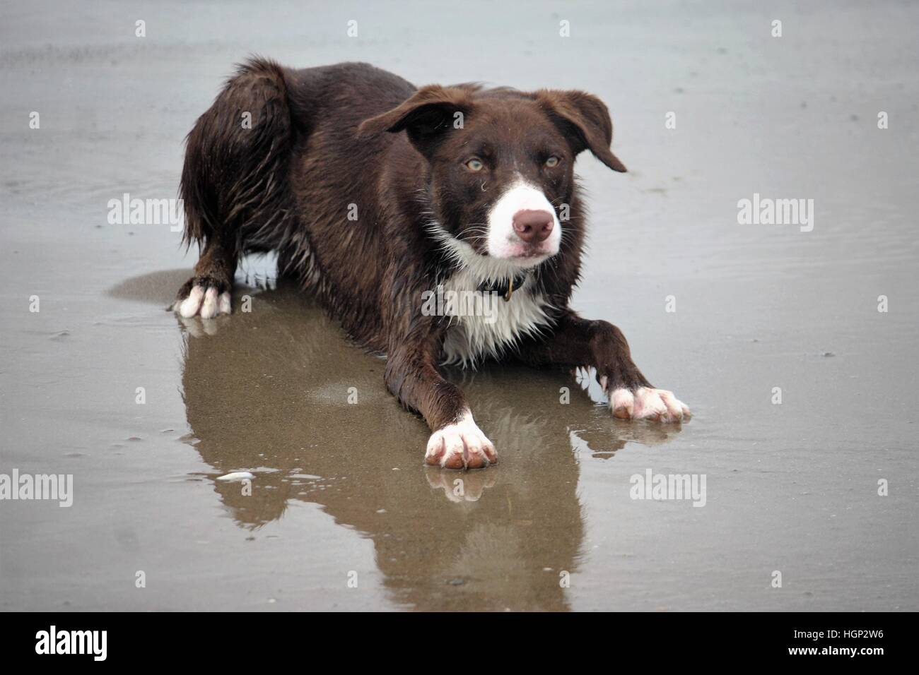 Cute smooth coated red and white border collie puppy dog pet Stock Photo