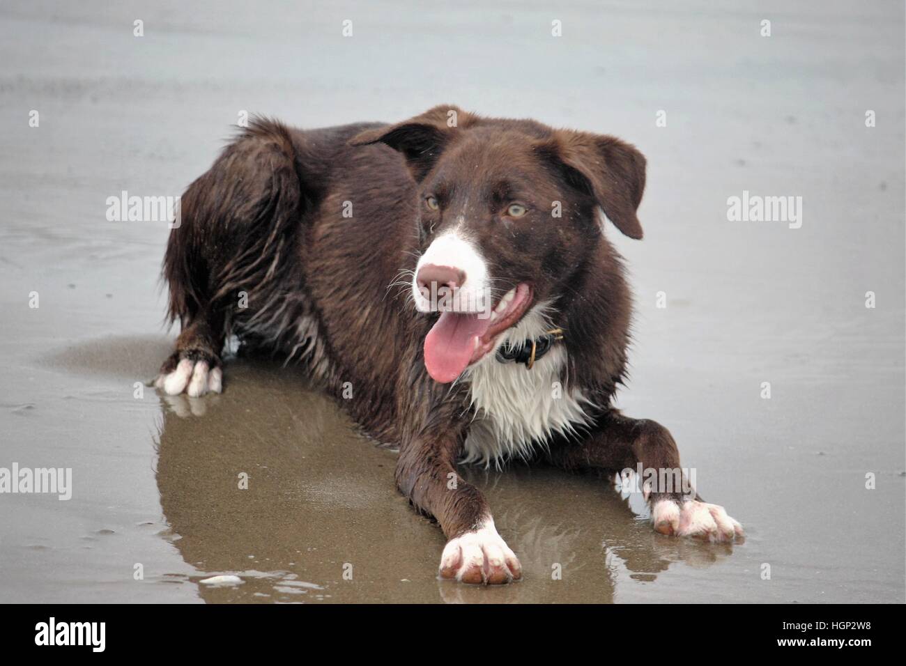 red short haired border collie