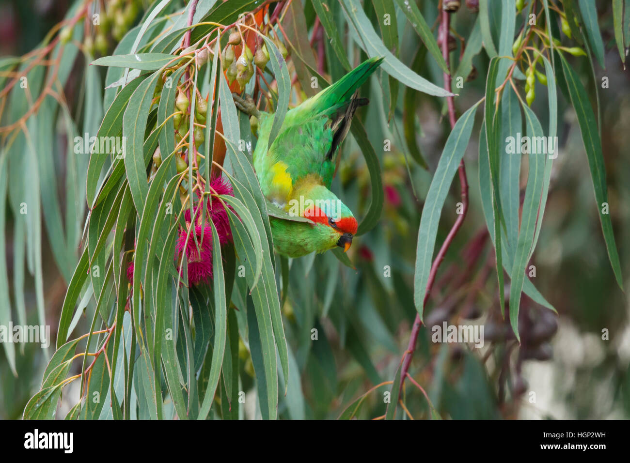 Musk Lorikeet - feeding on Eucalyptus flowers Glossopsitta concinna Tasmania Australia BI030807 Stock Photo