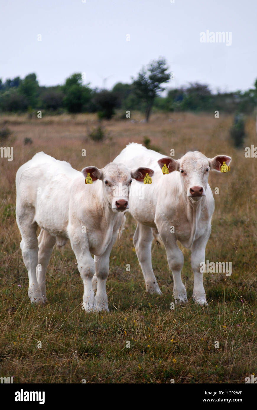 Two young curious cows in a pasture Stock Photo