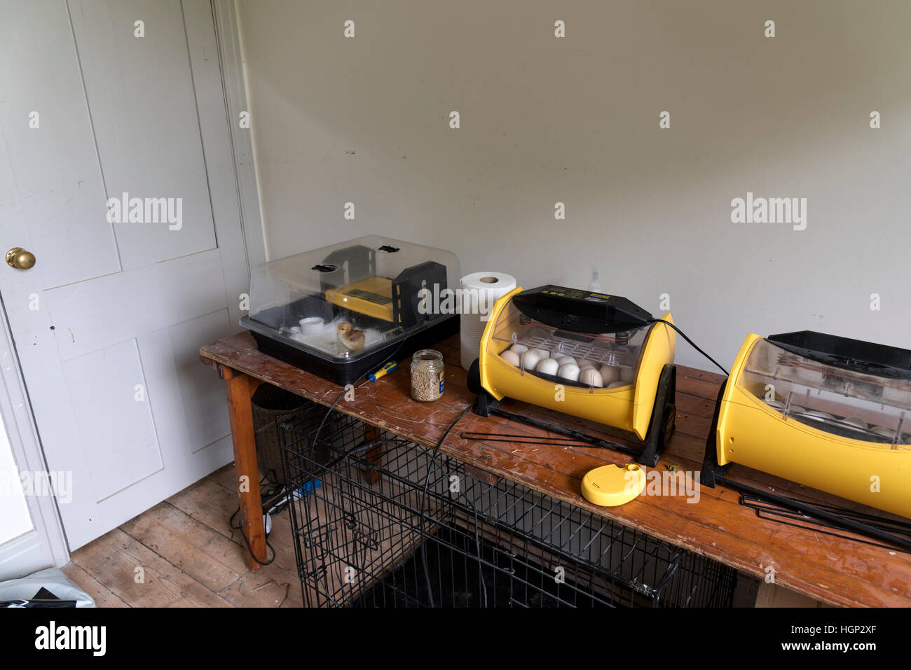 Incubator egg hires stock photography and images Alamy