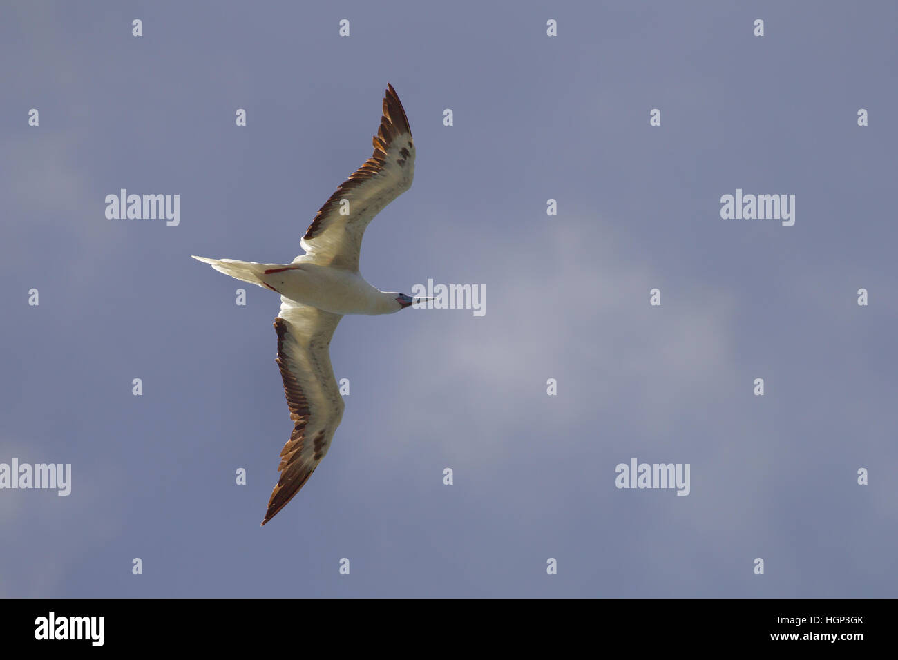 Red-footed Booby (Sula sula) in flight over Kilauea Point, the northernmost point of Kauai, Hawaii, USA. Stock Photo