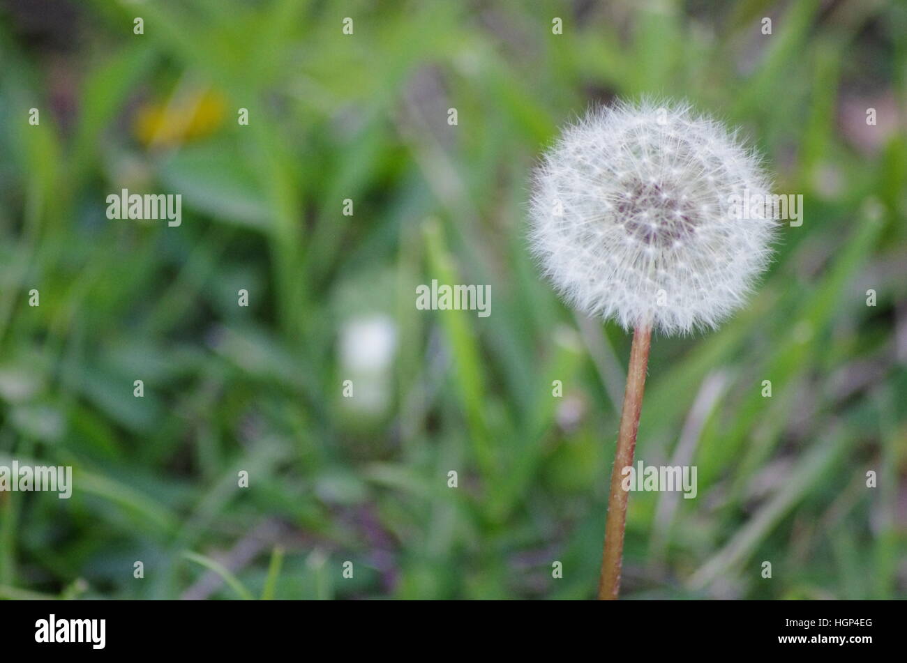 Full white dandelion fluff off-center on brown fuzzy stem with green grass blurry background Stock Photo