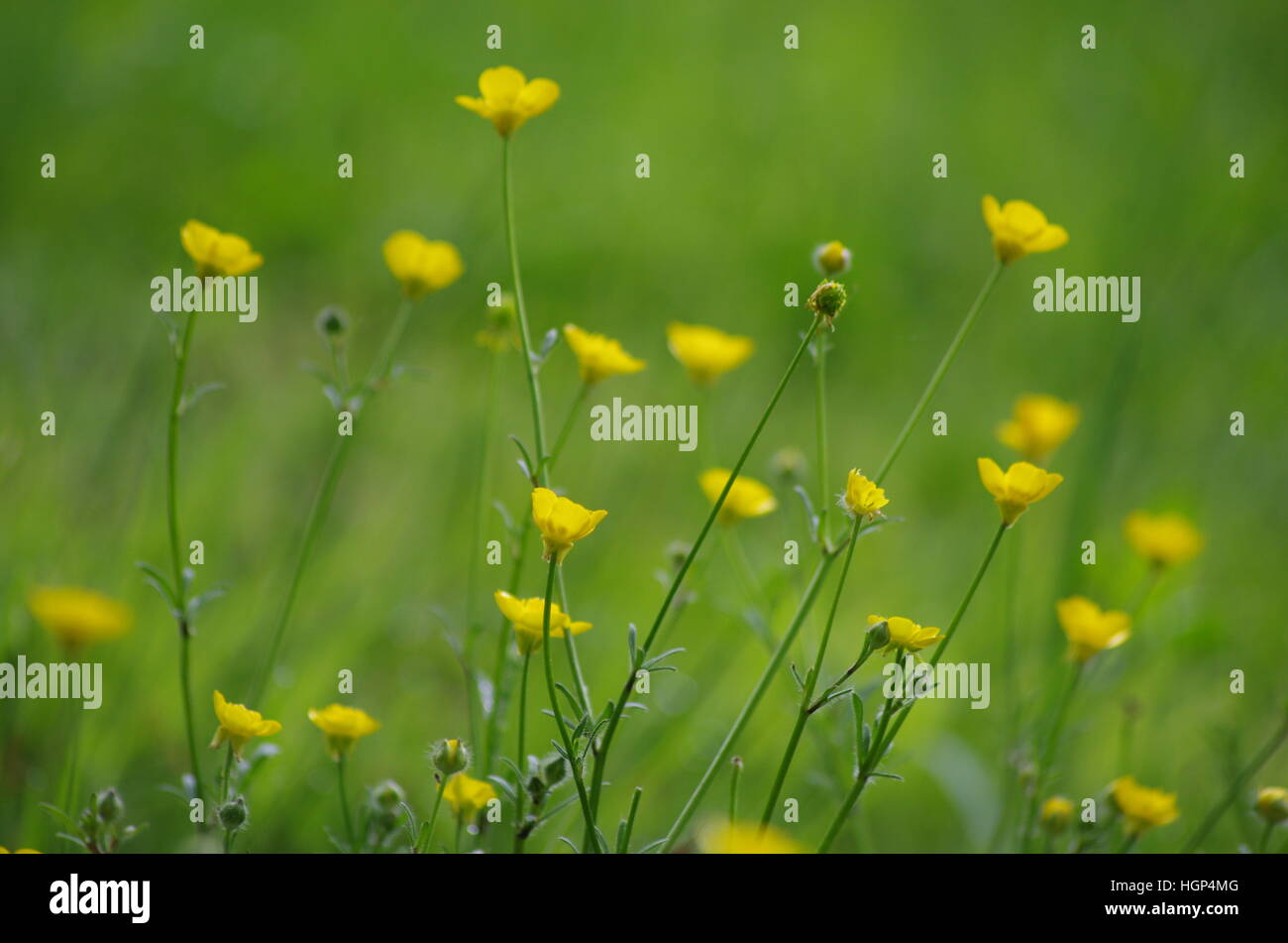 Bright yellow small buttercup flowers with green stems and buds blurry background Stock Photo