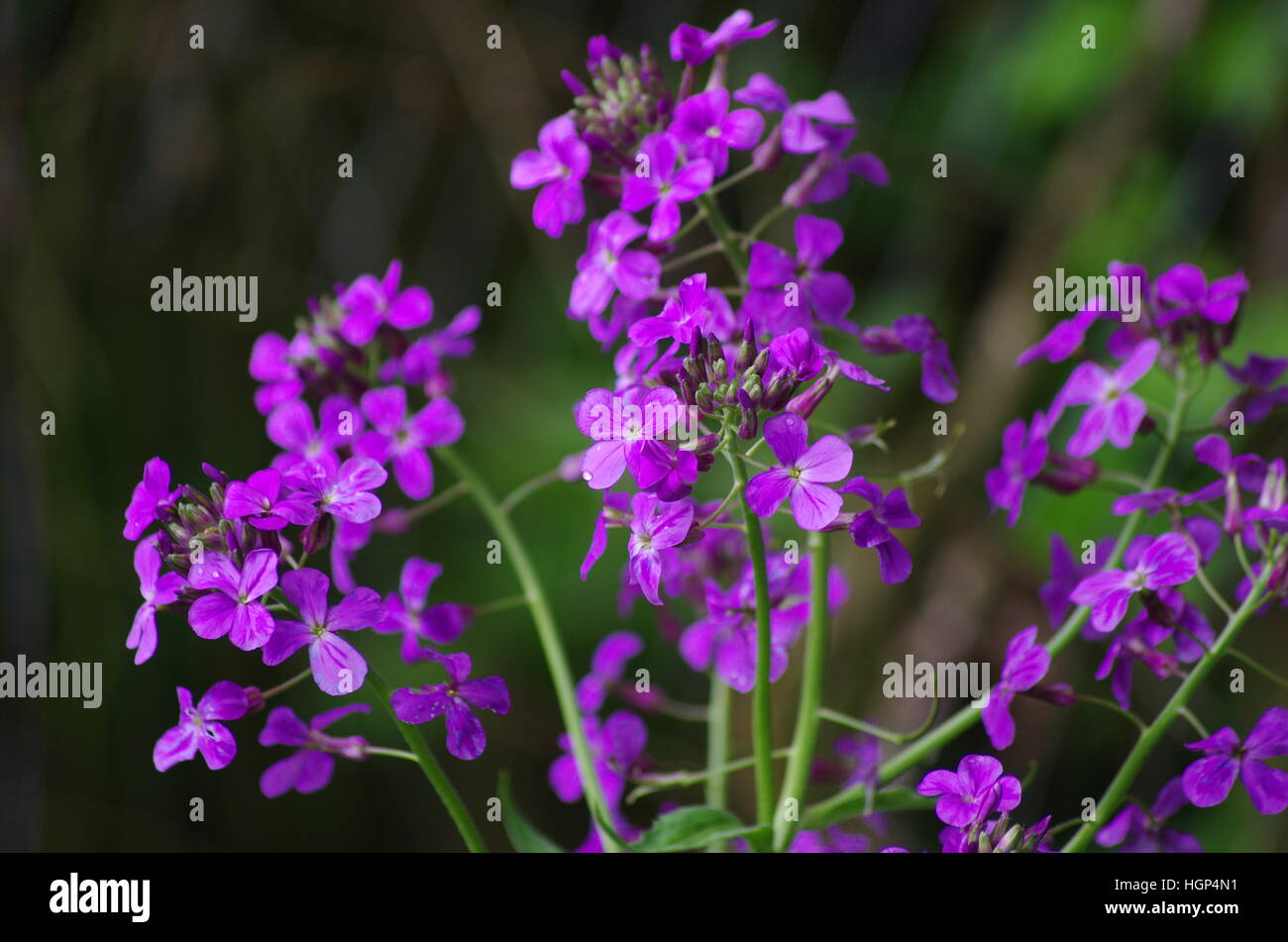 Bright small clusters of purple and white flowers on green stems in spring blurry background Stock Photo