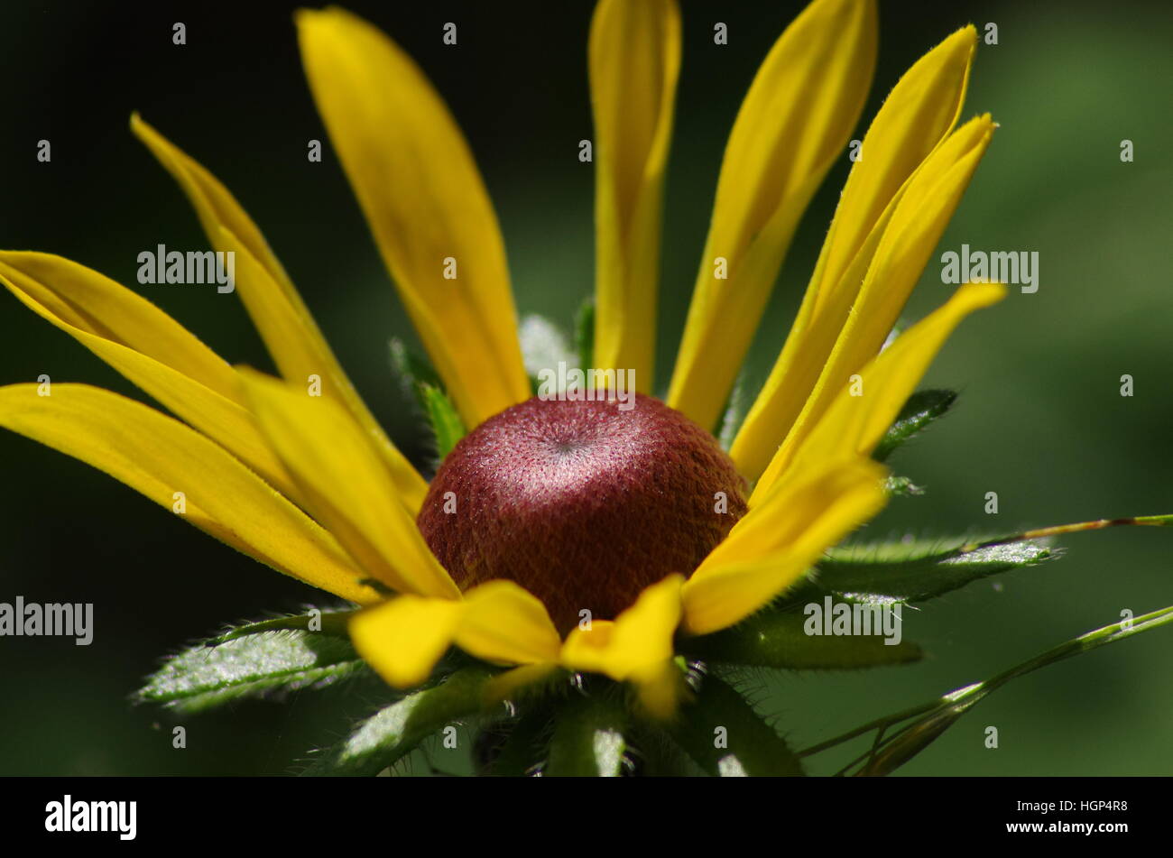 Sunny wild yellow flower with red middle, green fuzzy leaves, and blurry green and black background Stock Photo