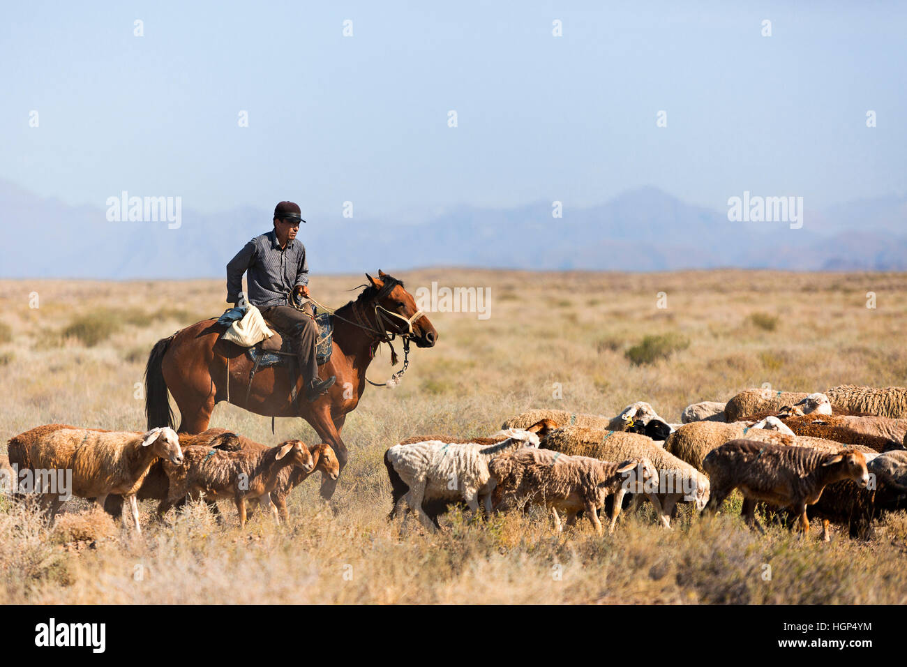 Kazakh horseman herding his sheep in the steppes, in Kazakhstan Stock Photo