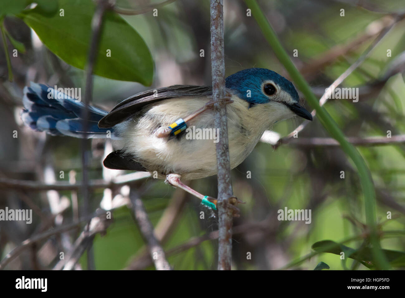 female Lovely Fairywren (Malurus amabilis) Stock Photo