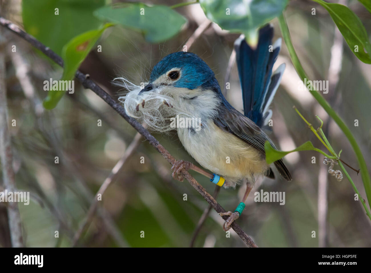 female Lovely Fairywren (Malurus amabilis) carrying nesting material Stock Photo