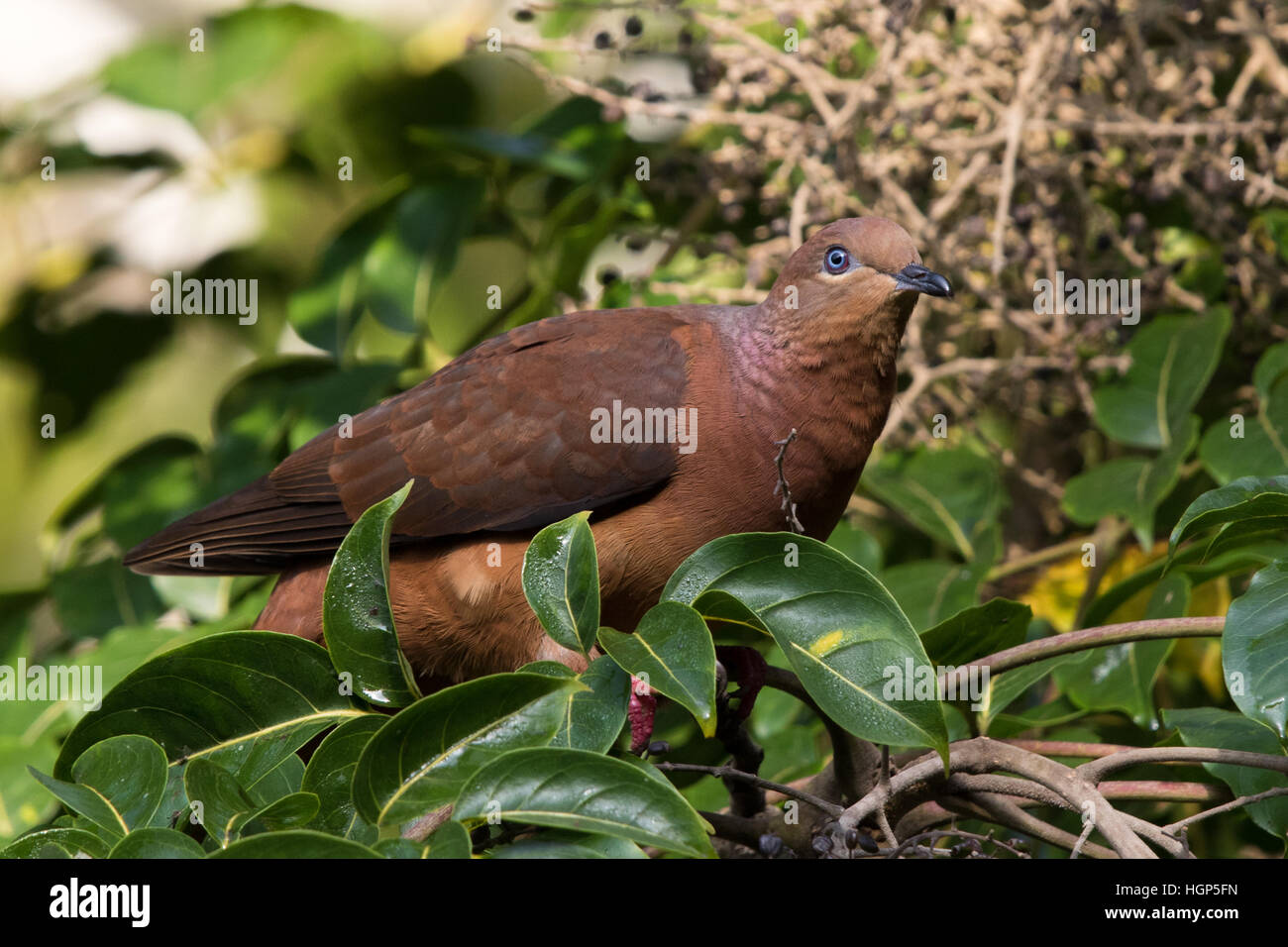 Brown Cuckoo-dove (Macropygia amboinensis) Stock Photo