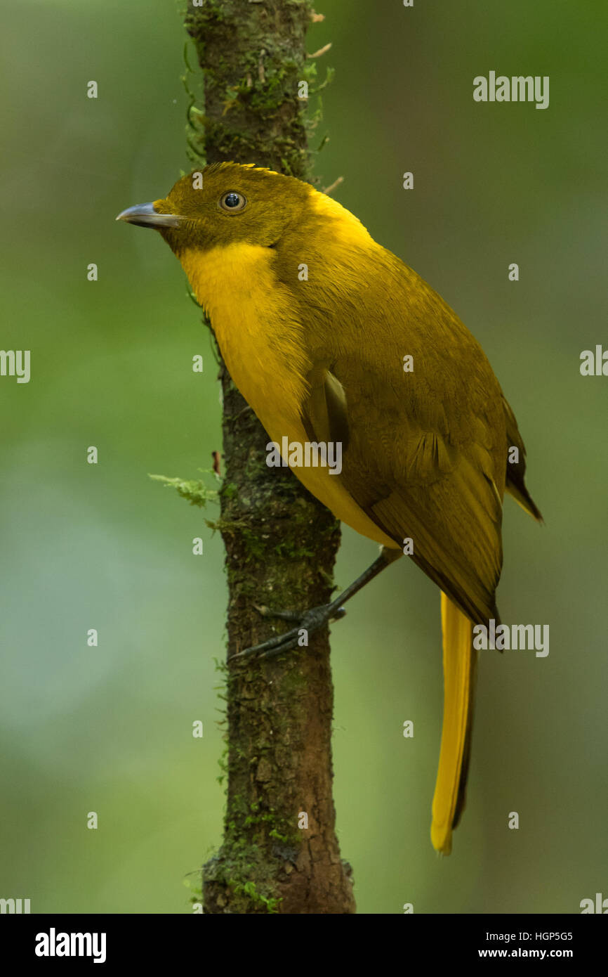 male Golden Bowerbird (Prionodura newtoniana) Stock Photo