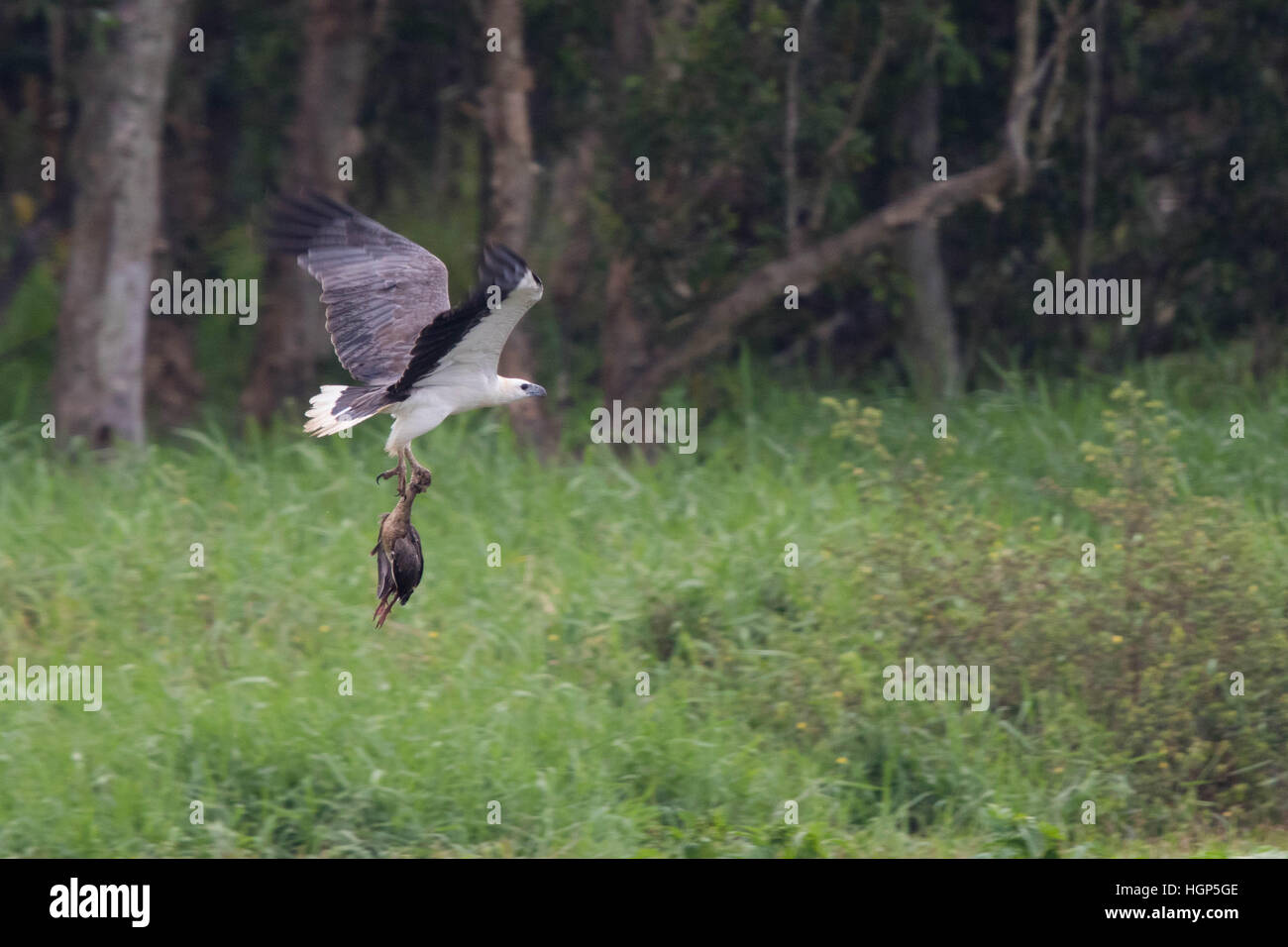White-bellied Sea Eagle (Haliaeetus leucogaster) carrying a dead Plumed Whistling-duck (Dendrocygna eytoni) Stock Photo