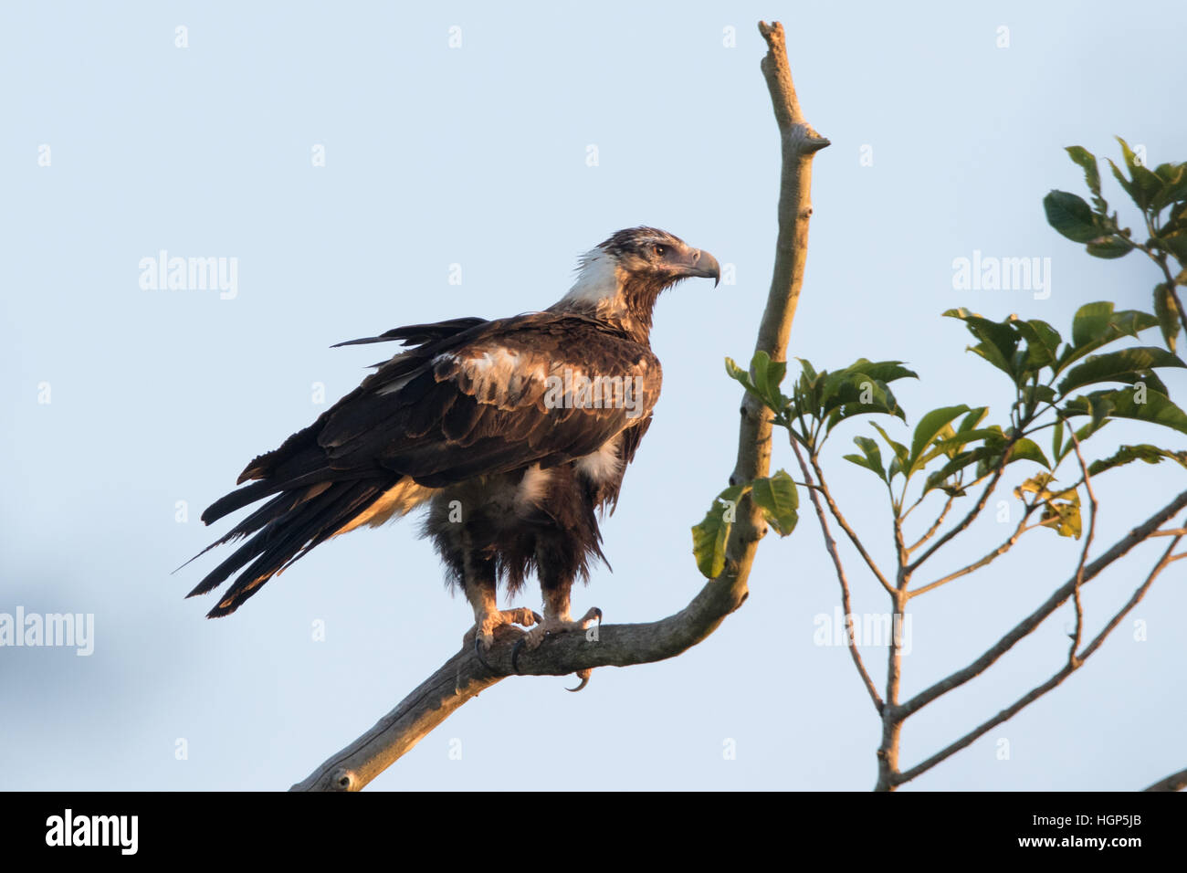 Wedge-tailed Eagle (Aquila audax) Stock Photo