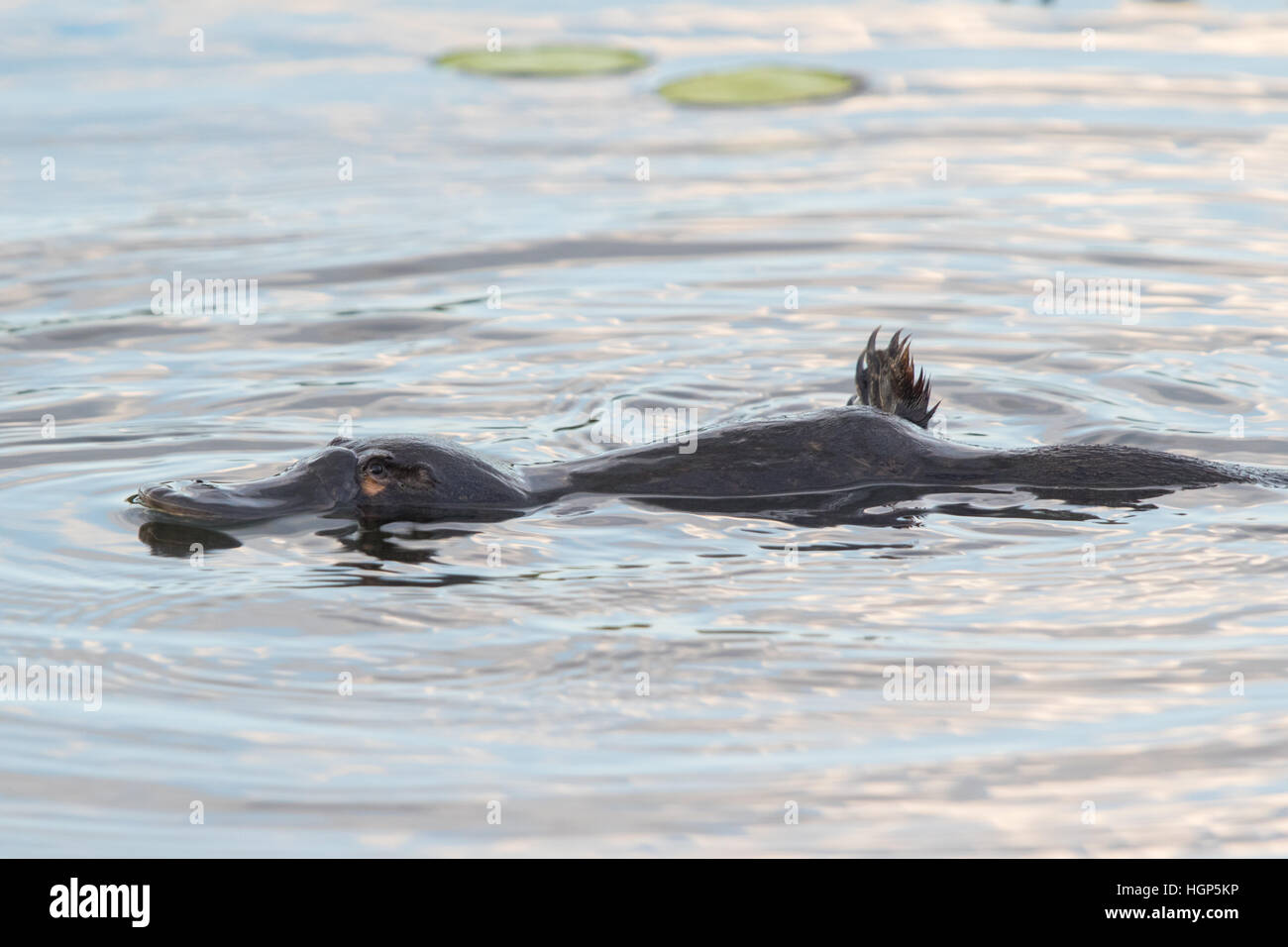 Duck-billed Platypus (Ornithorhynchus anatinus) swimming in a lilypond Stock Photo
