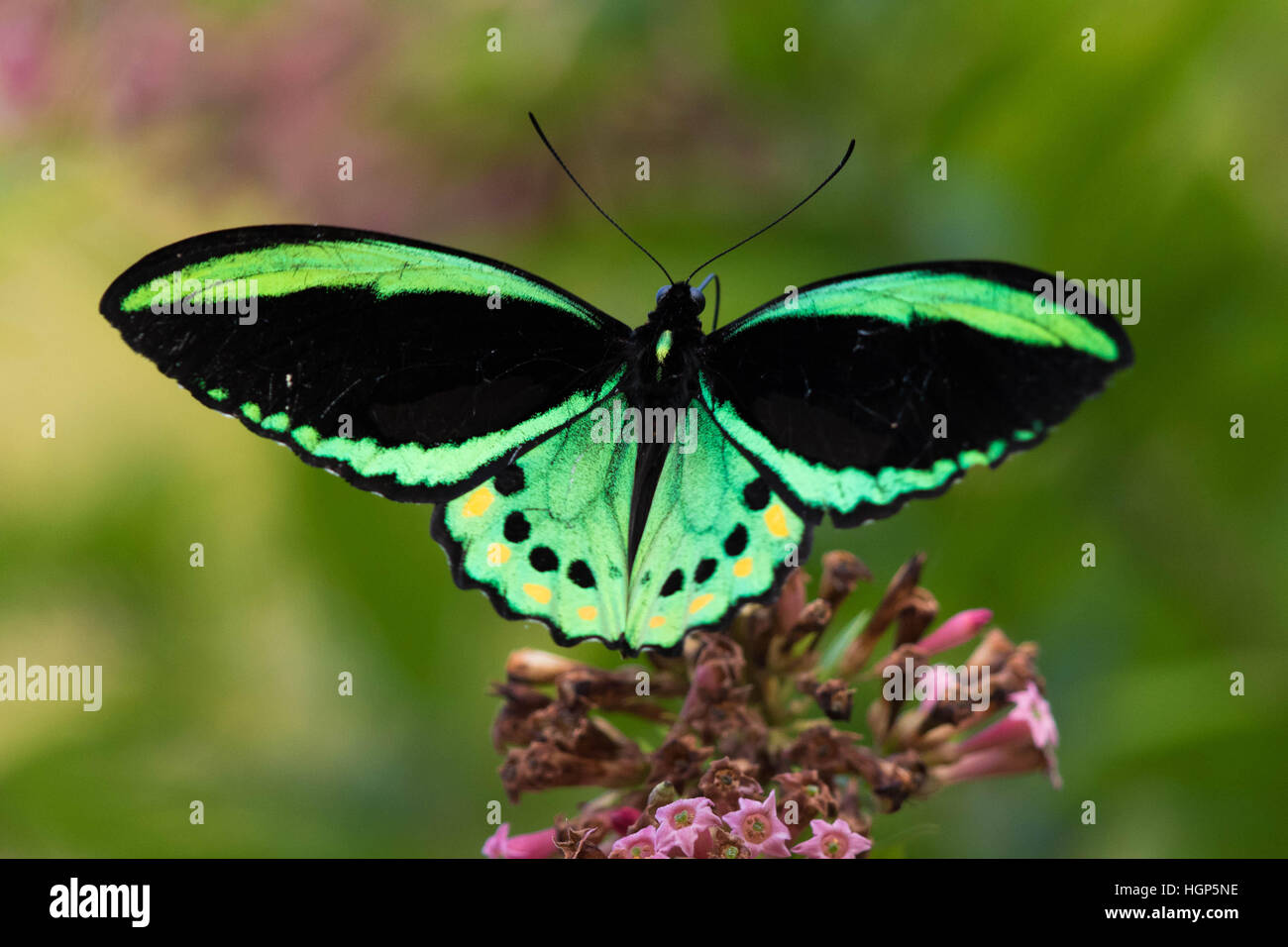 male Cairns Birdwing (Ornithoptera euphorion) feeding on a pink flower ...