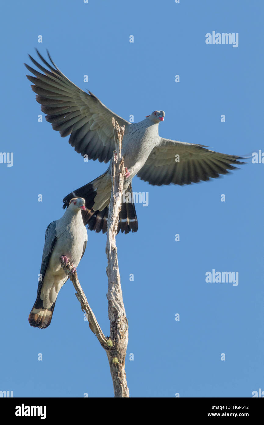 Topknot Pigeons (Lopholaimus antarcticus) Stock Photo