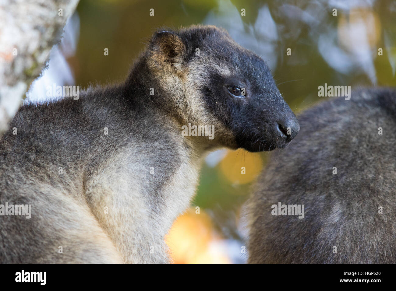 Lumholtz's Tree Kangaroo (Dendrolagus lumholtzi). Immature with its mother. Stock Photo