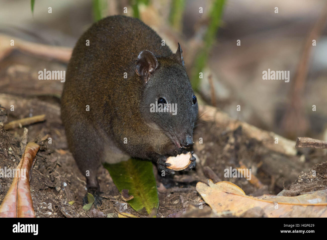 Musky Rat Kangaroo (Hypsiprymnodon moschatus) Stock Photo