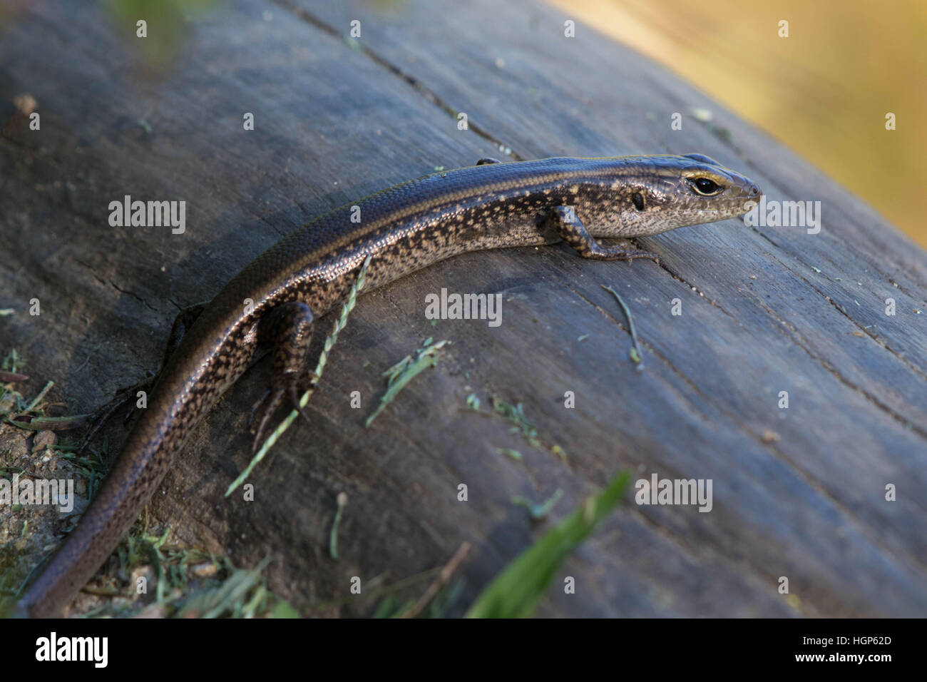 Eastern Water Skink (Eulamprus quoyii) Stock Photo