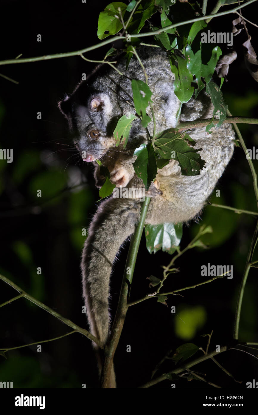 Green Ringtail Possum (Pseudochirops archeri Stock Photo Alamy