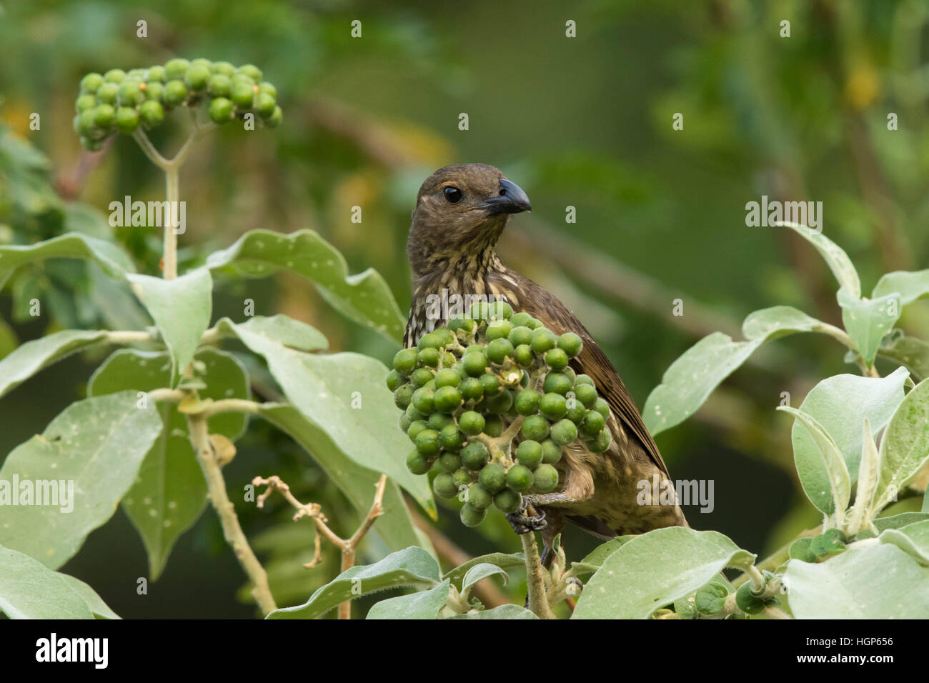 Tooth-billed Bowerbird (Scenopoeetes dentirostris) eating the fruit of a  tobacco plant Stock Photo