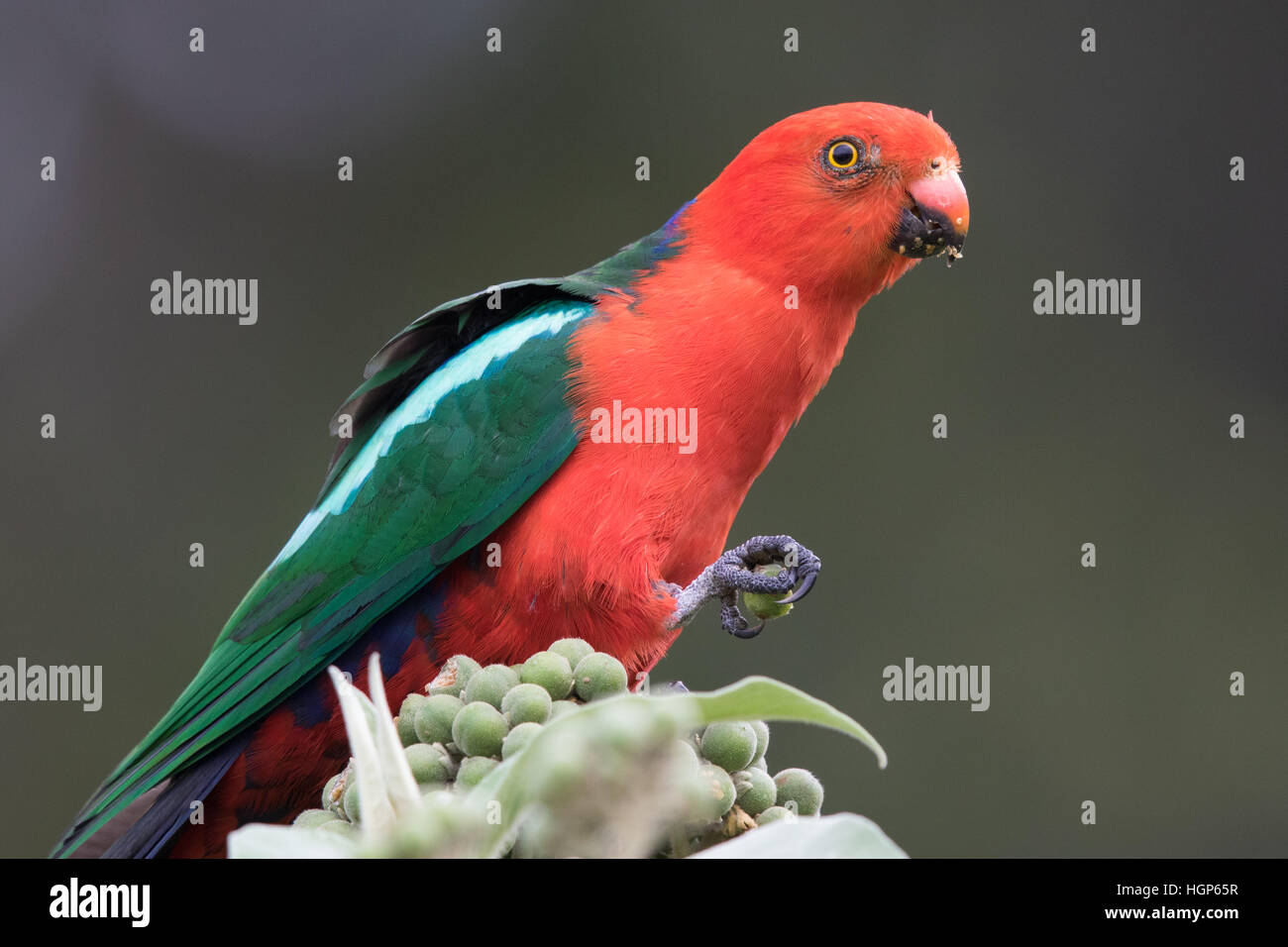 Bird Eating Fruit High Resolution Stock Photography and Images Alamy