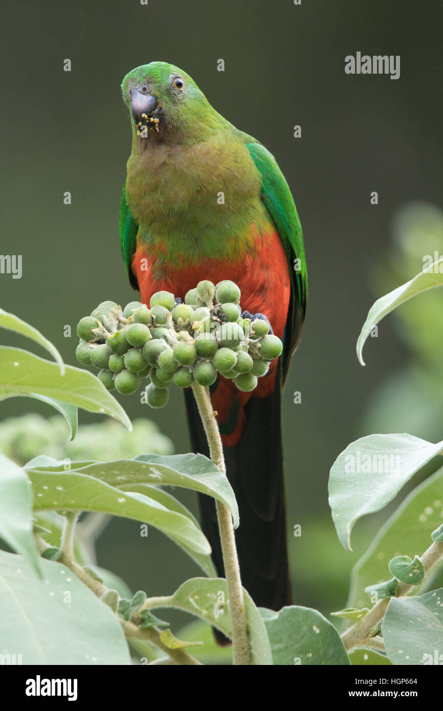 female Australian King Parrot (Alisterus scapularis) eating the fruit