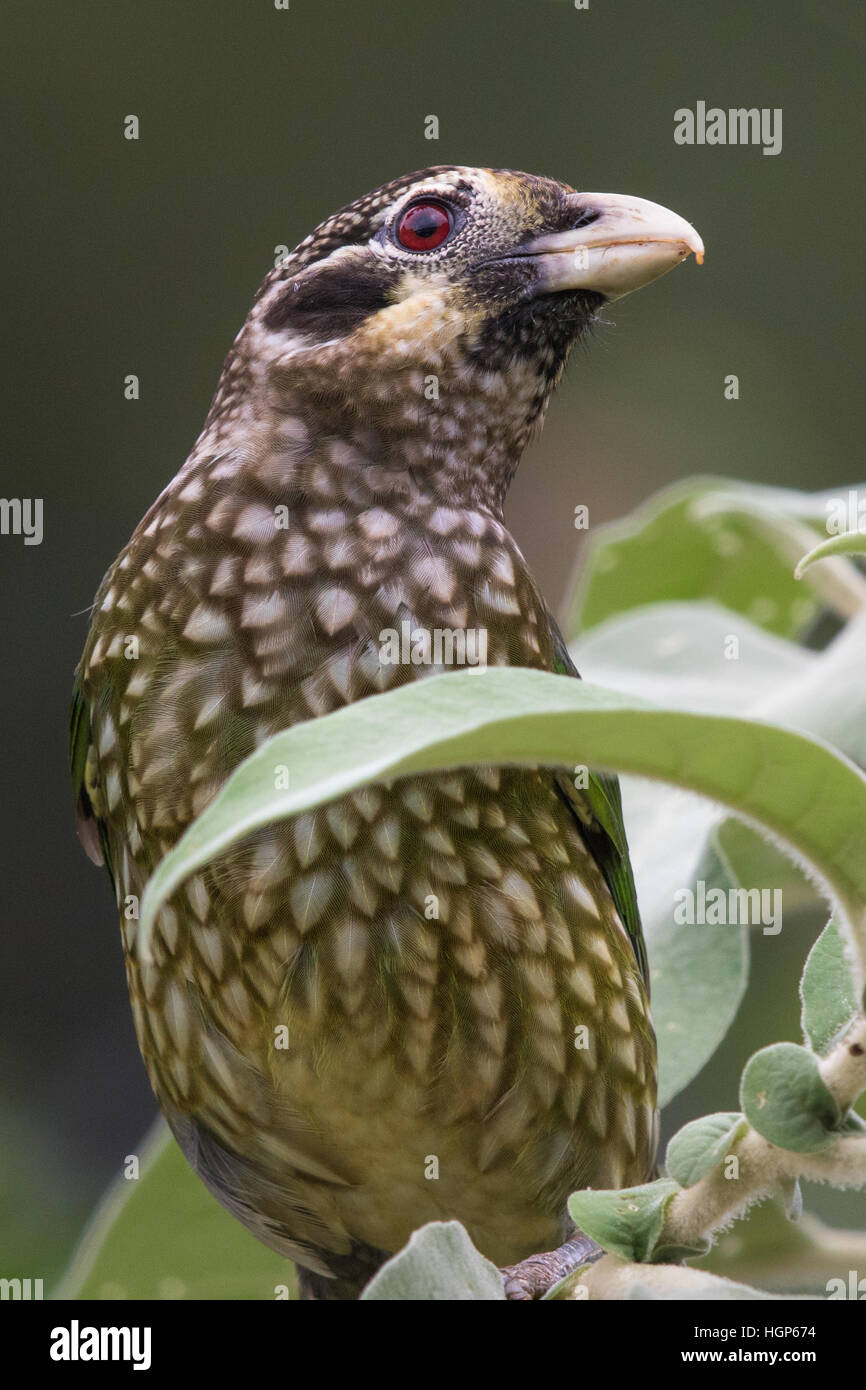 Spotted Catbird (Ailuroedus melanotis) Stock Photo