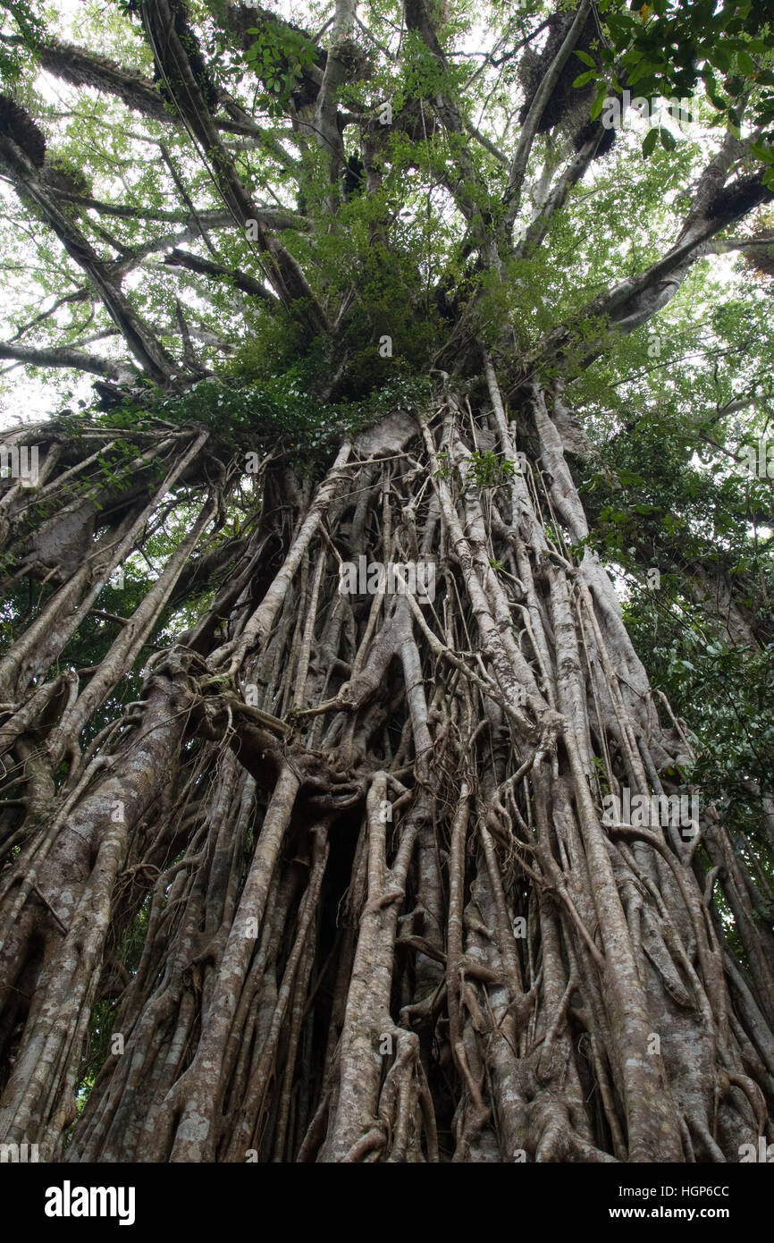 Cathedral Fig Tree (Ficus virens), Atherton Tablelands, Queensland, Australia Stock Photo