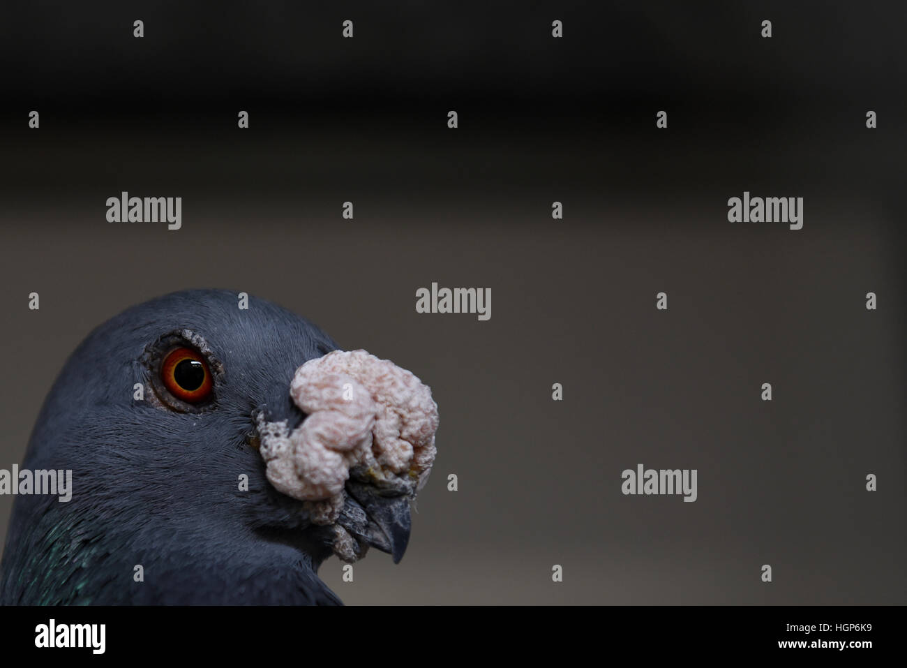 Madrid, Spain. 11th January, 2017. A specimen of the Spanish fancy