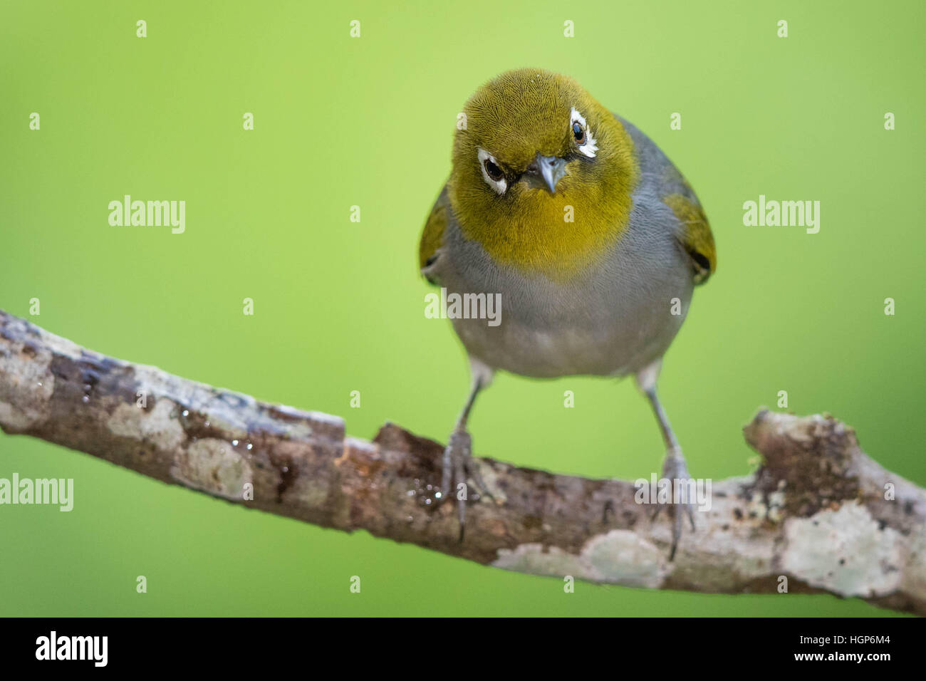 Silvereye (Zosterops lateralis) perched on a branch Stock Photo