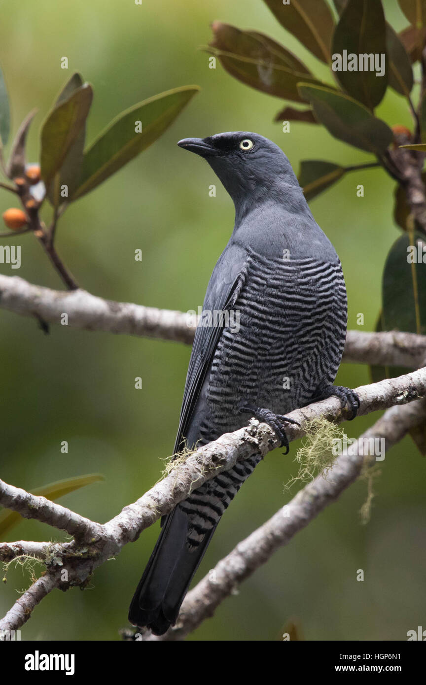 Barred Cuckooshrike (Coracina lineata Stock Photo Alamy