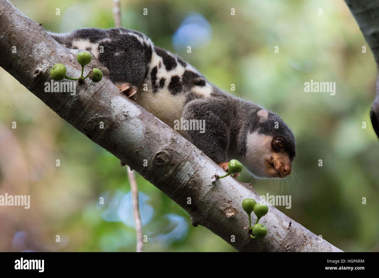 male Common Spotted Cuscus (Spilocuscus maculatus) in a fig tree (Ficus