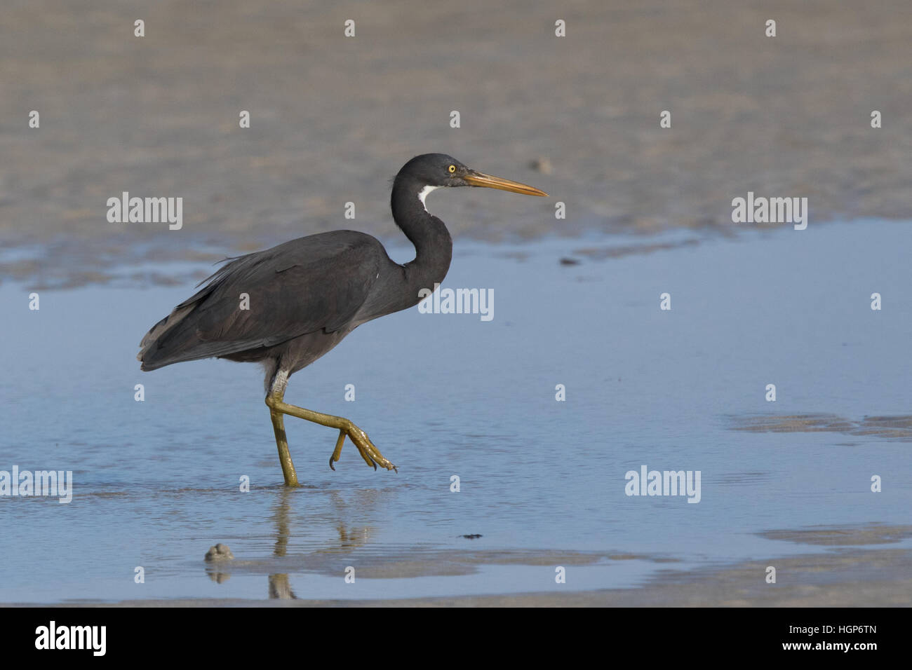 Pied Heron (Egretta picata) wading through an intertidal lagoon Stock Photo