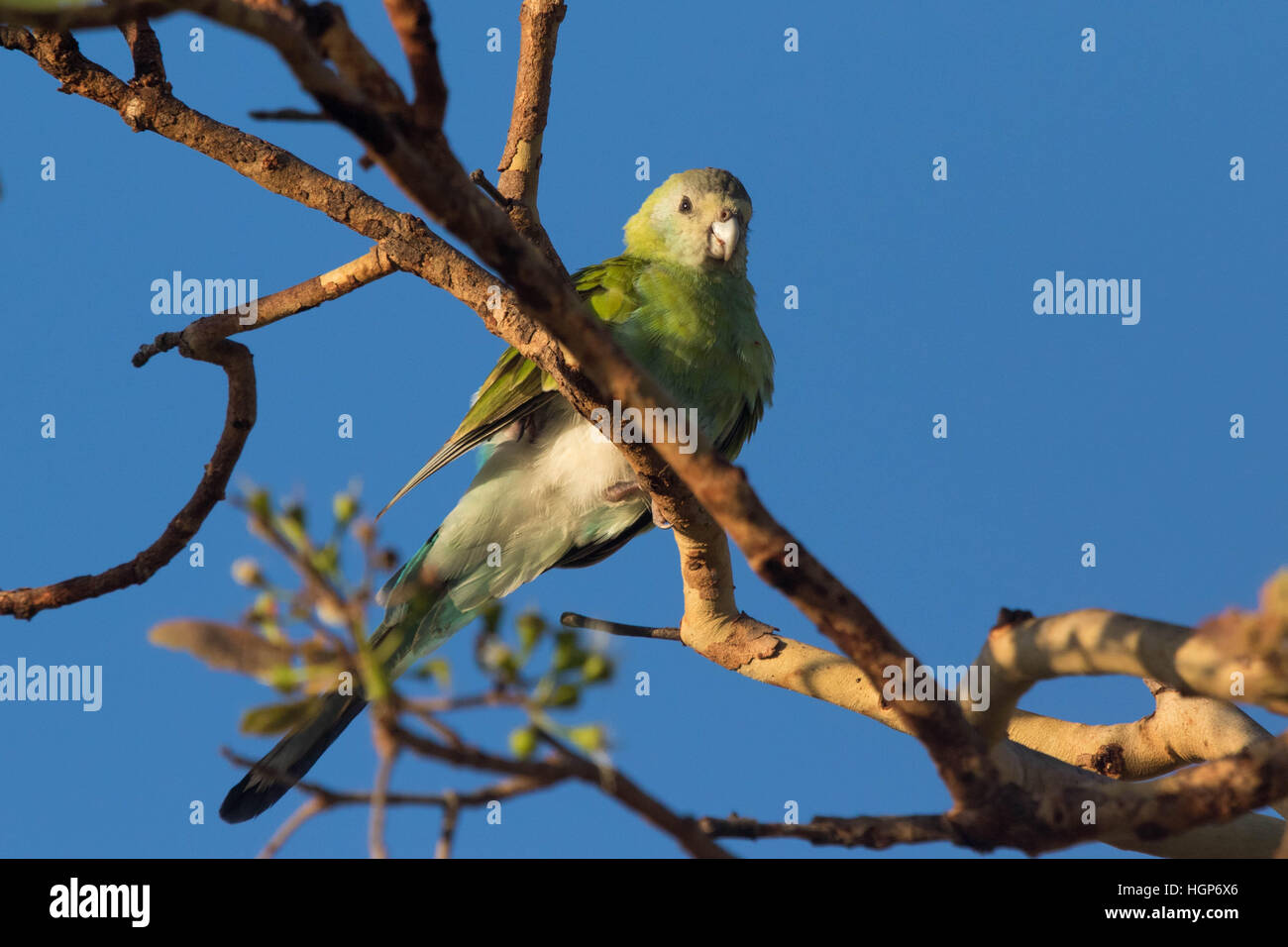 female or immature Golden-shouldered Parrot (Psephotus chrysopterygius) Stock Photo