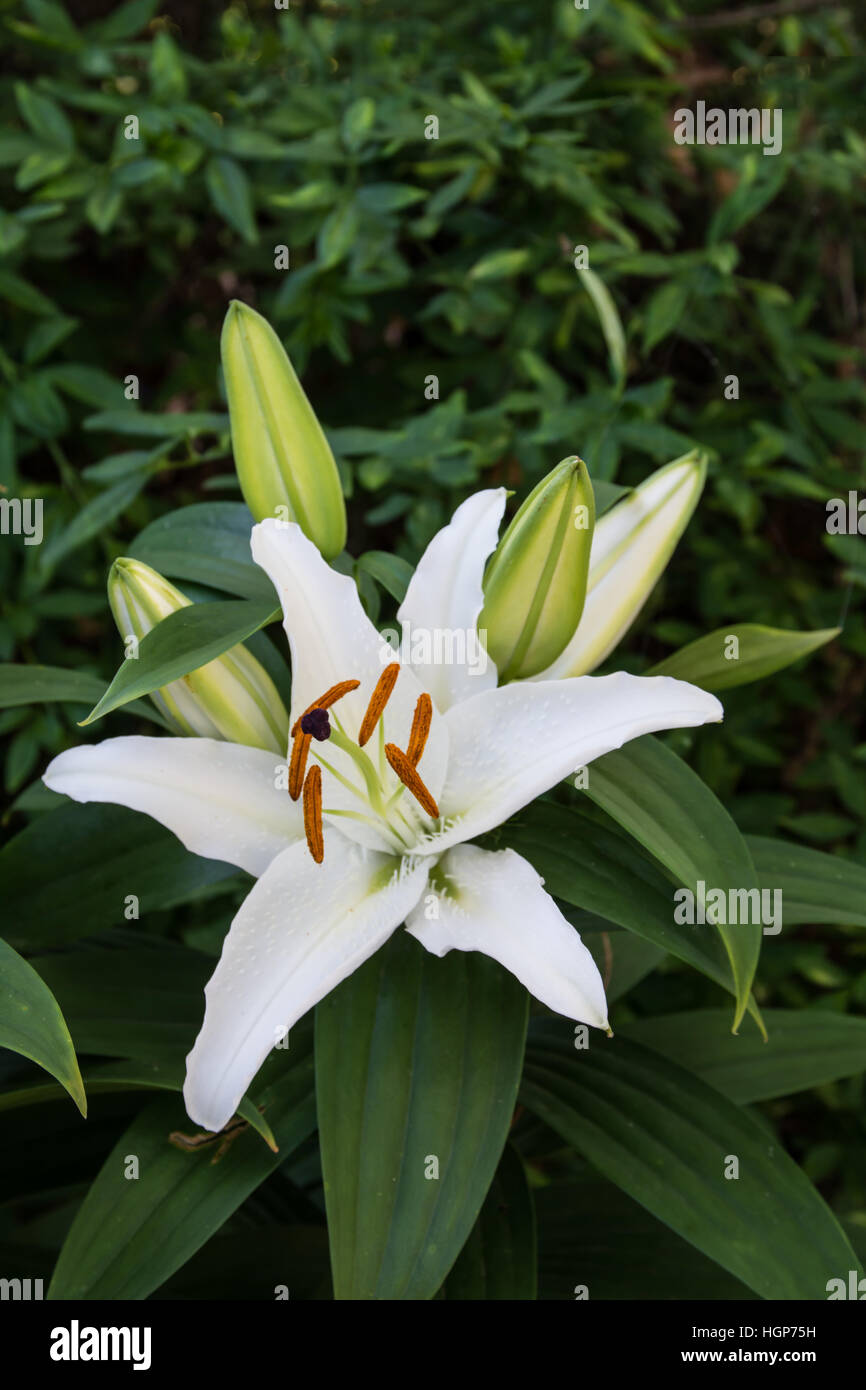 Single White Lily and Unopened Buds Growing on Plant. Stock Photo