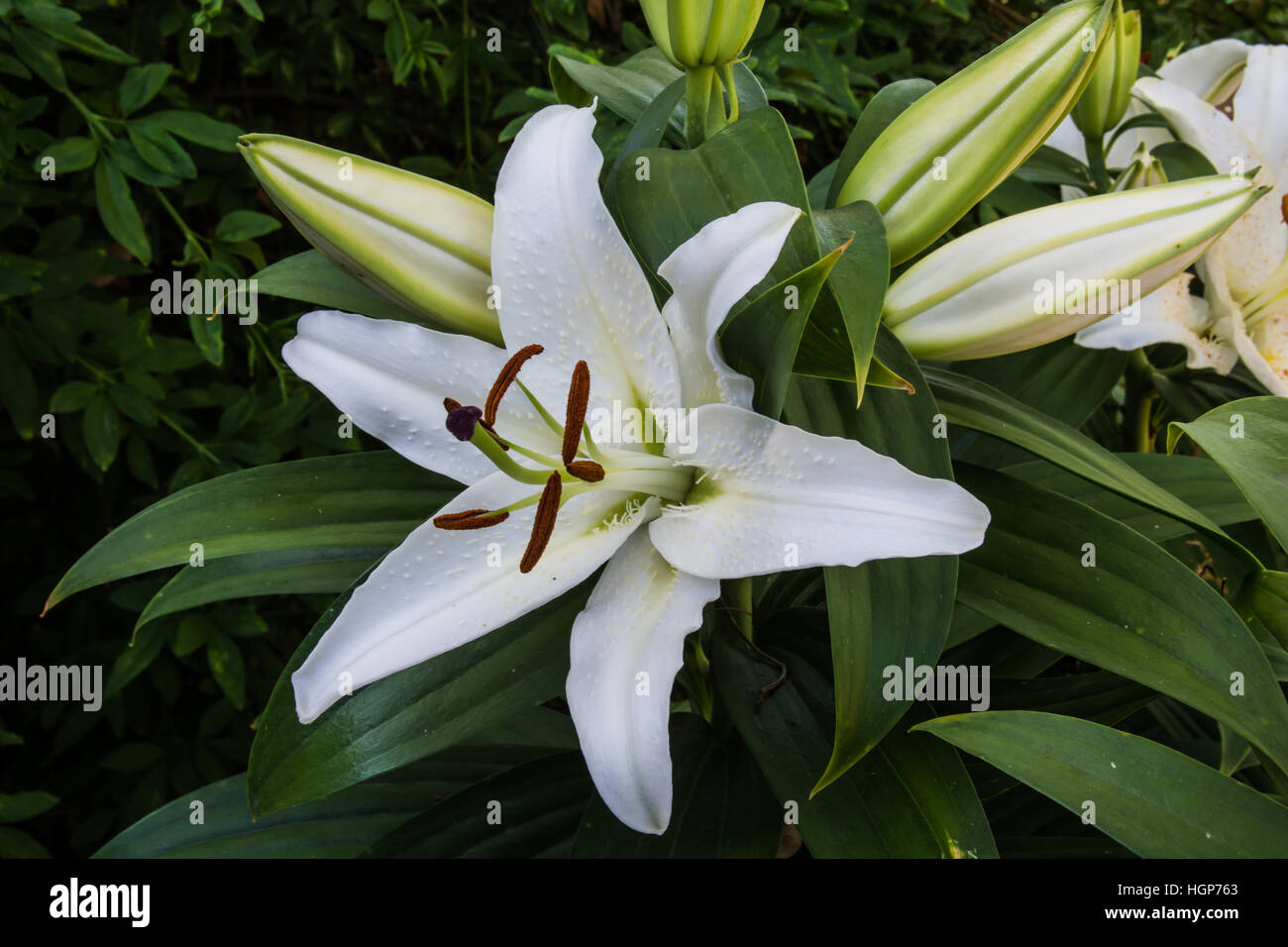 White lily flower buds hires stock photography and images Alamy