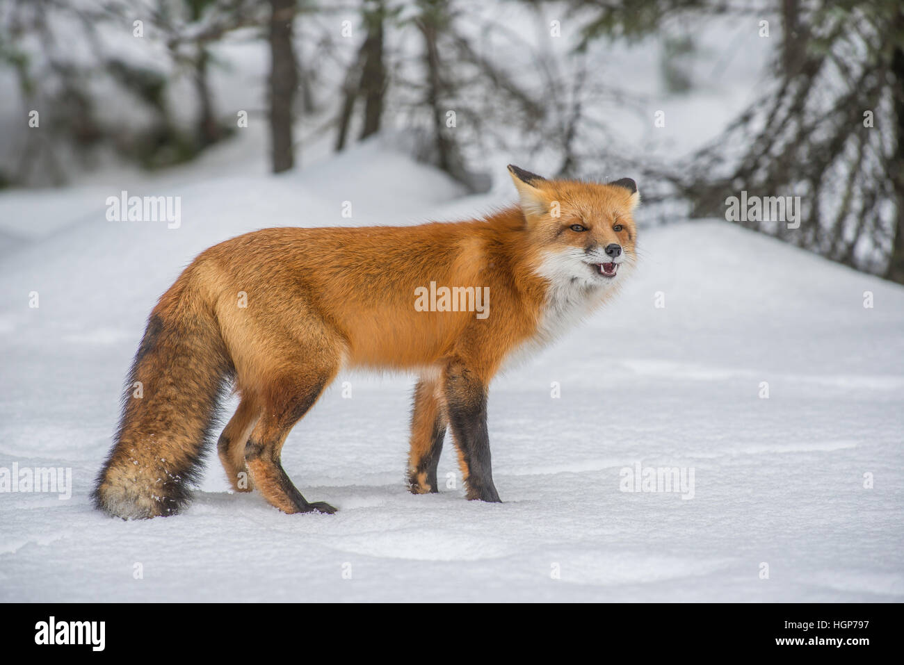Red Fox Vulpes vulpes hunting in Winter setting North America Stock Photo