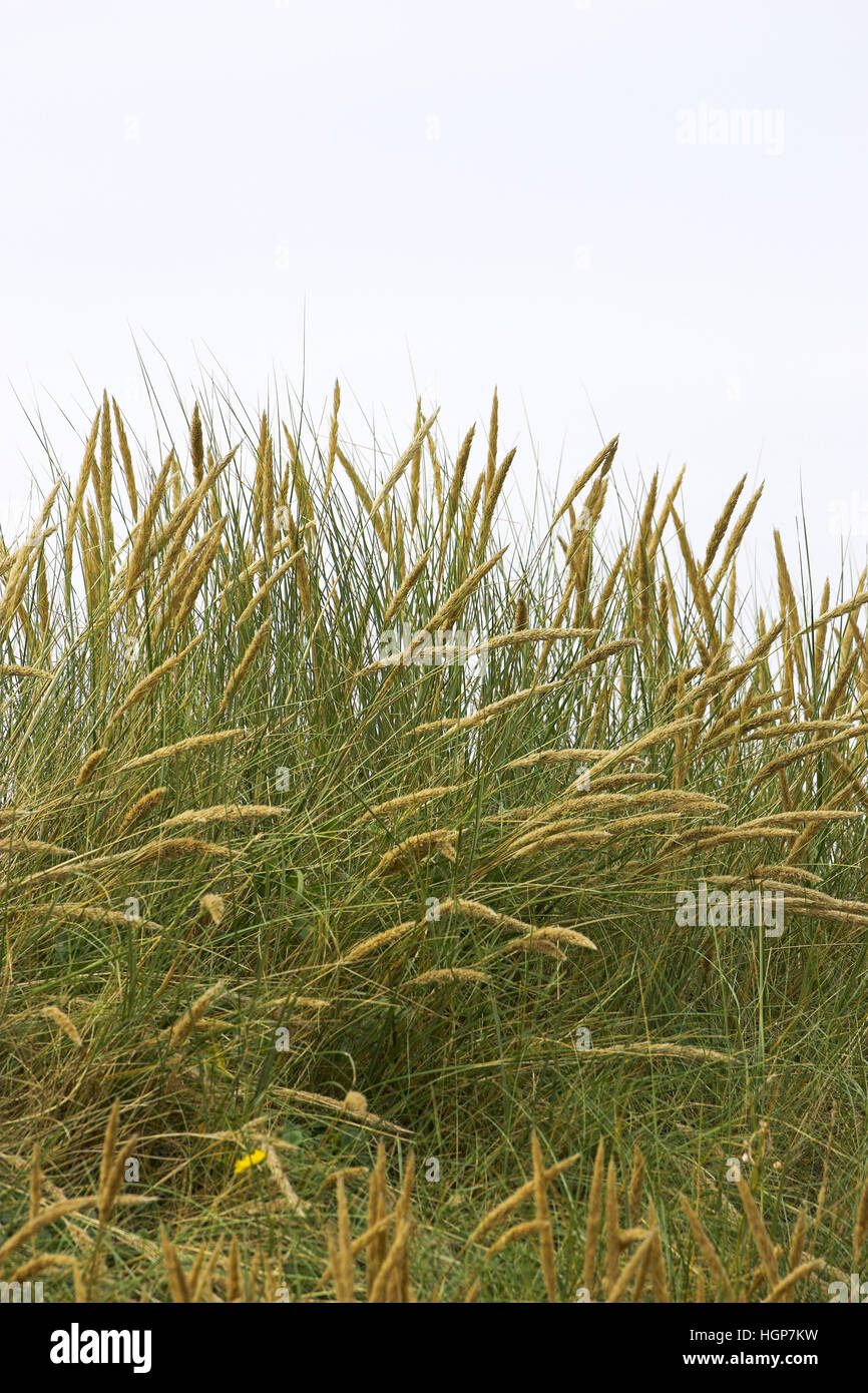 Marram grass Ammophila arenaria growing on sand dunes Brittany France Stock Photo